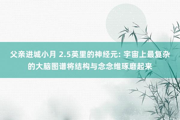 父亲进城小月 2.5英里的神经元: 宇宙上最复杂的大脑图谱将结构与念念维琢磨起来